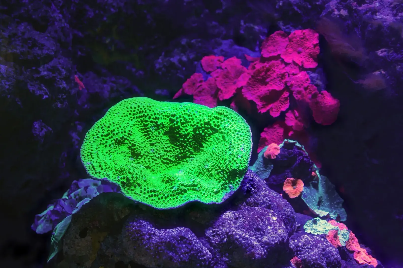 Coral reef under actinic blue lighting